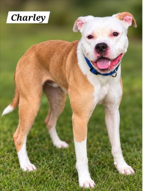 Photo of Charley, adoptable American Pit Bull Terrier in Derwood, Maryland