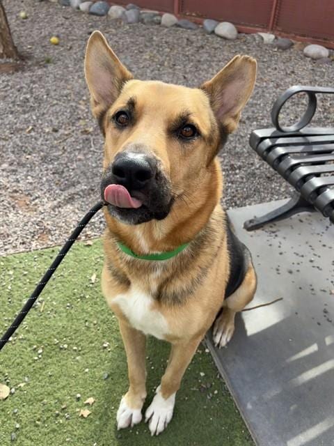 Photo of Boston, adoptable German Shepherd Dog in Phoenix, Arizona