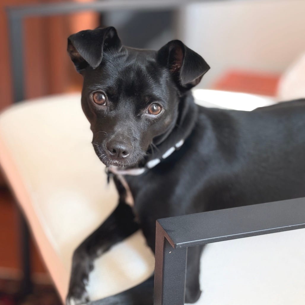Photo of Mercer, adoptable Chihuahua / Mixed Breed (Small) in San Francisco, California