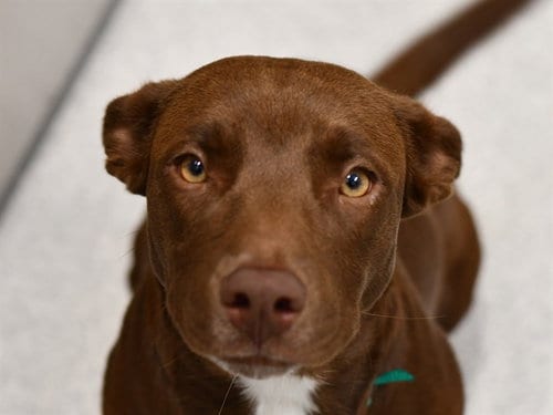 Photo of Chocolata, adoptable Pit Bull Terrier in Denver, Colorado