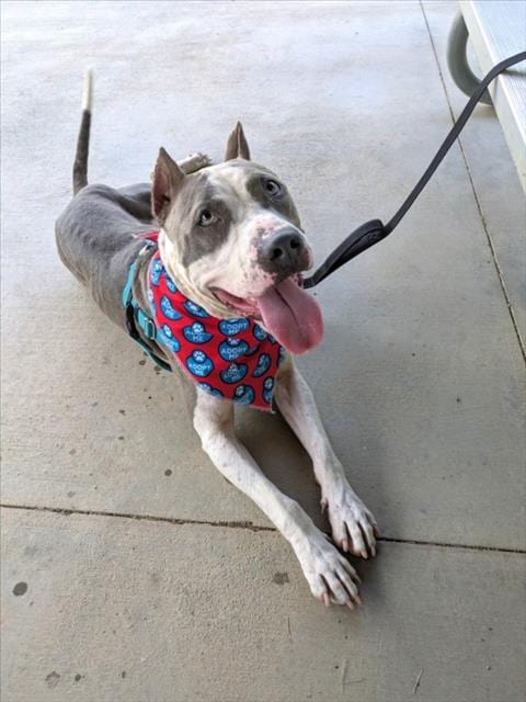 Photo of Angel, adoptable Pit Bull Terrier in Chapel Hill, North Carolina