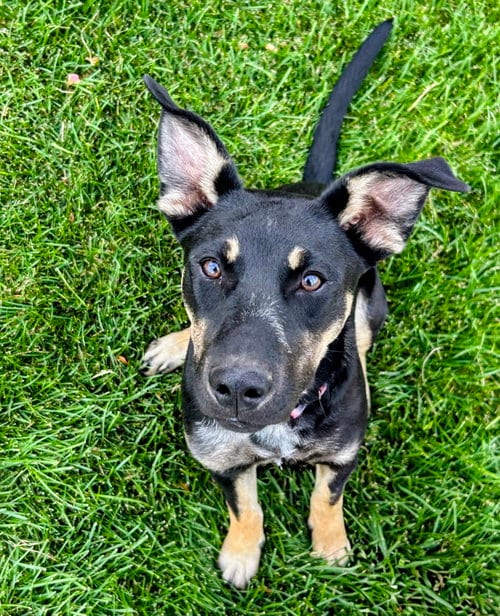 Photo of Tootsie Pup, adoptable German Shepherd Dog in Sandy, Utah
