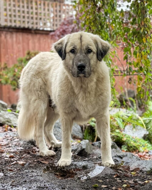 Photo of Trinity, adoptable Anatolian Shepherd in Sequim, Washington
