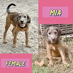 Photo of Mia 1 meet me 10/10, adoptable Terrier (Unknown Type, Medium) in East Hartford, Connecticut