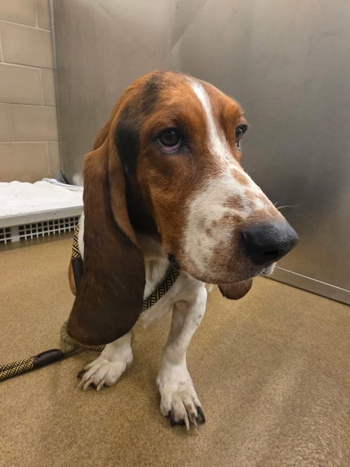 Photo of Joe, adoptable Basset Hound in Grapevine, Texas