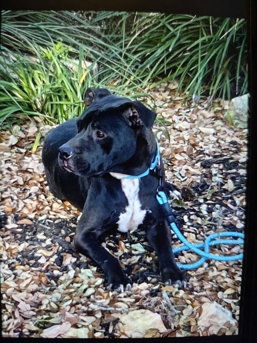 Photo of Chris, adoptable Boxer in San Antonio, Texas