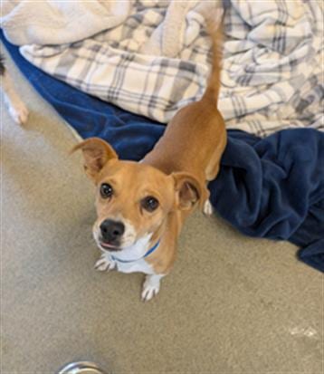 Photo of Harry, adoptable Chihuahua in San Martin, California