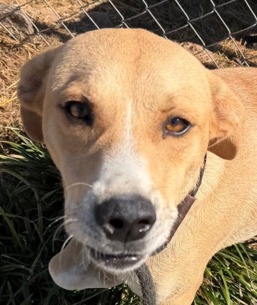 Photo of Gambit, adoptable Labrador Retriever in Carrollton, Georgia