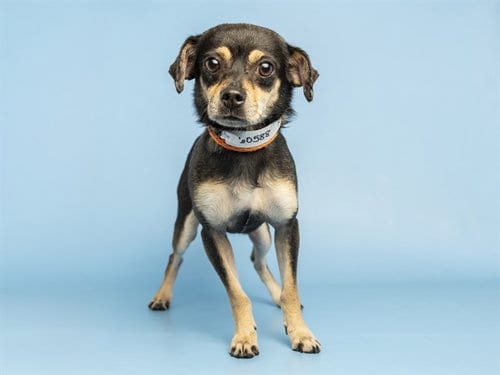 Photo of Lazer, adoptable Chihuahua in Phoenix, Arizona