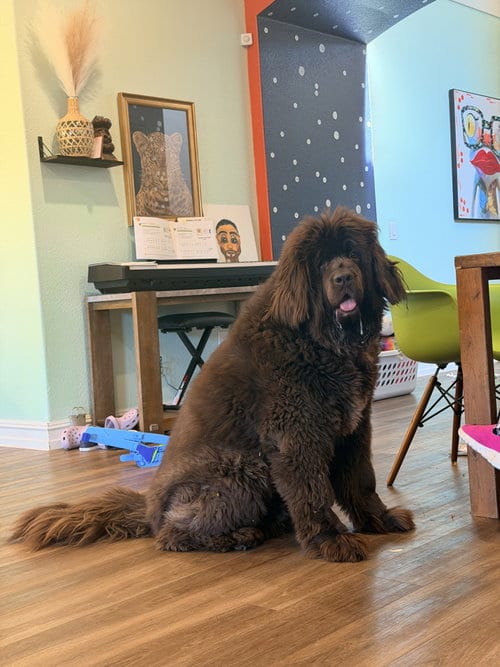 Photo of Coco, adoptable Newfoundland Dog in Dallas, Texas