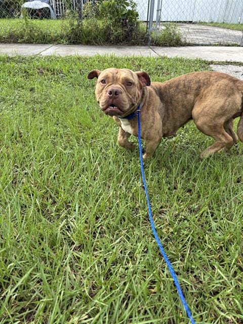 Photo of Diamond, adoptable American Bulldog in Miami, Florida