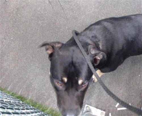 Photo of Favor, adoptable Pit Bull Terrier in Downey, California
