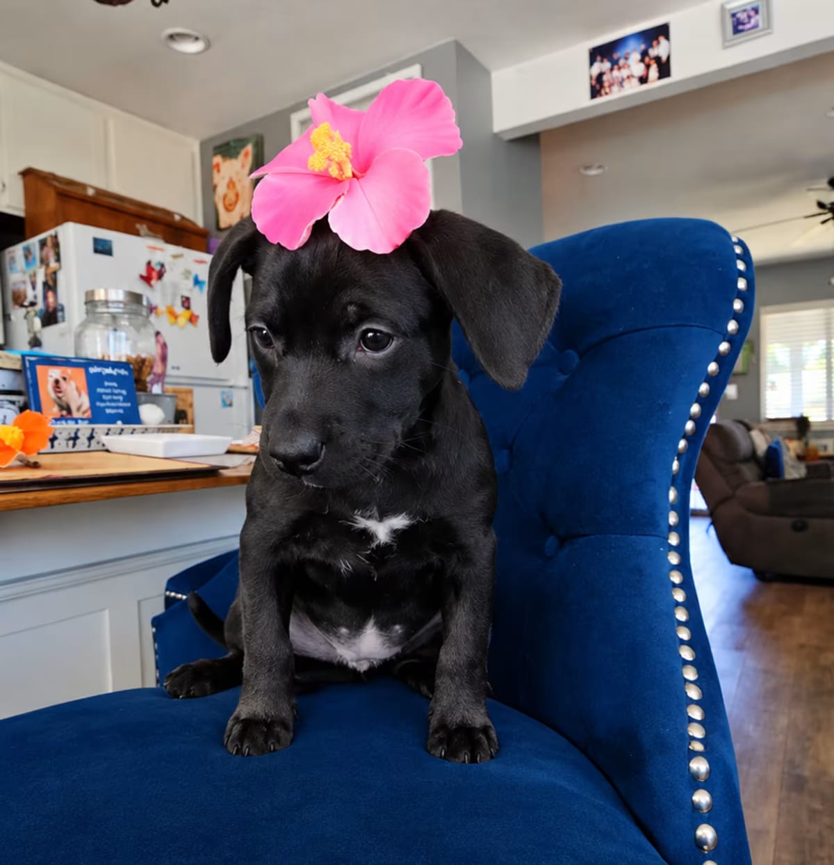 Photo of Karol G, adoptable French Bulldog in Pleasanton, California
