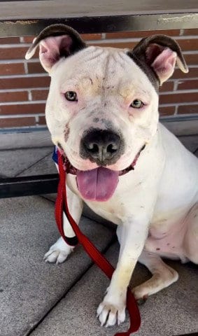 Photo of Tip, adoptable Pit Bull Terrier in Bakersfield, California
