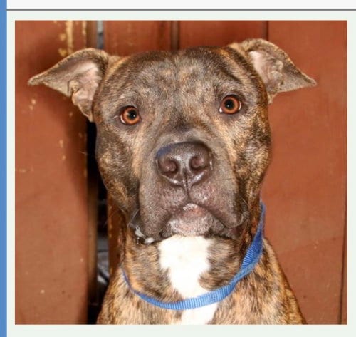 Photo of Jamison, adoptable Mastiff in Fort Pierce, Florida