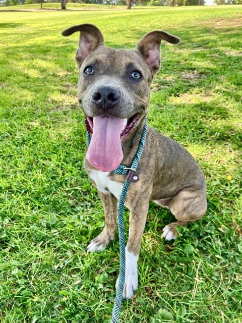 Photo of Ariel, adoptable Pit Bull Terrier in Albuquerque, New Mexico