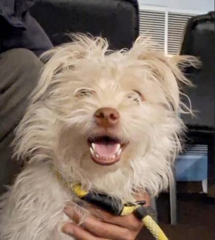 Photo of Polo, adoptable Terrier/Mix in Bakersfield, California