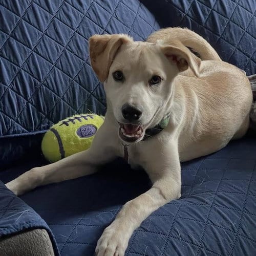 Photo of Ricky, adoptable Labrador Retriever in San Diego, California