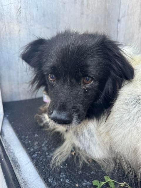 Photo of A825496, adoptable Terrier in San Antonio, Texas
