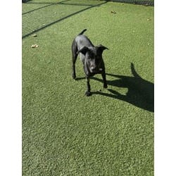 Photo of Sassy, adoptable Labrador Retriever in Baton Rouge, Louisiana