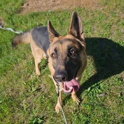 Photo of Theo, adoptable German Shepherd Dog in Syracuse, New York