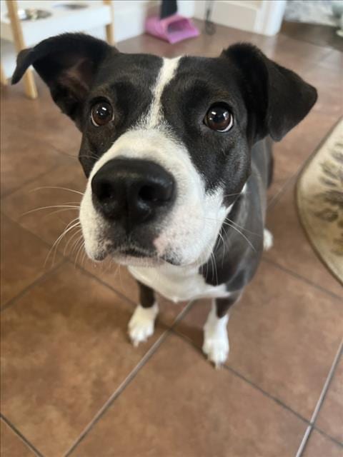 Photo of Lilly, adoptable Staffordshire Bull Terrier in Houston, Texas