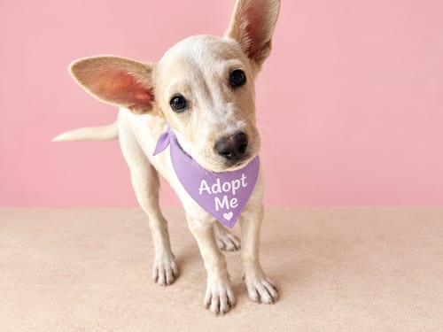 Photo of Olivia T, adoptable Jack Russell Terrier in Inglewood, California