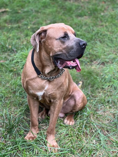 Photo of Melvin, adoptable Boerboel Mastiff in Chambersburg, Pennsylvania