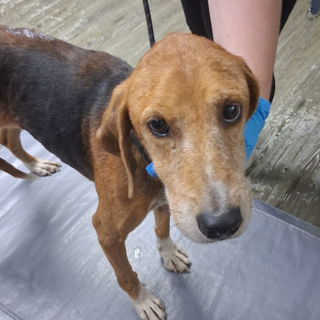 Photo of Dottie, adoptable Mixed Breed (Medium) in Summerville, South Carolina