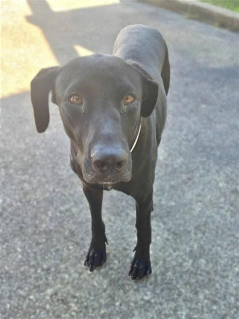 Photo of Storm, adoptable Labrador Retriever in Houston, Texas