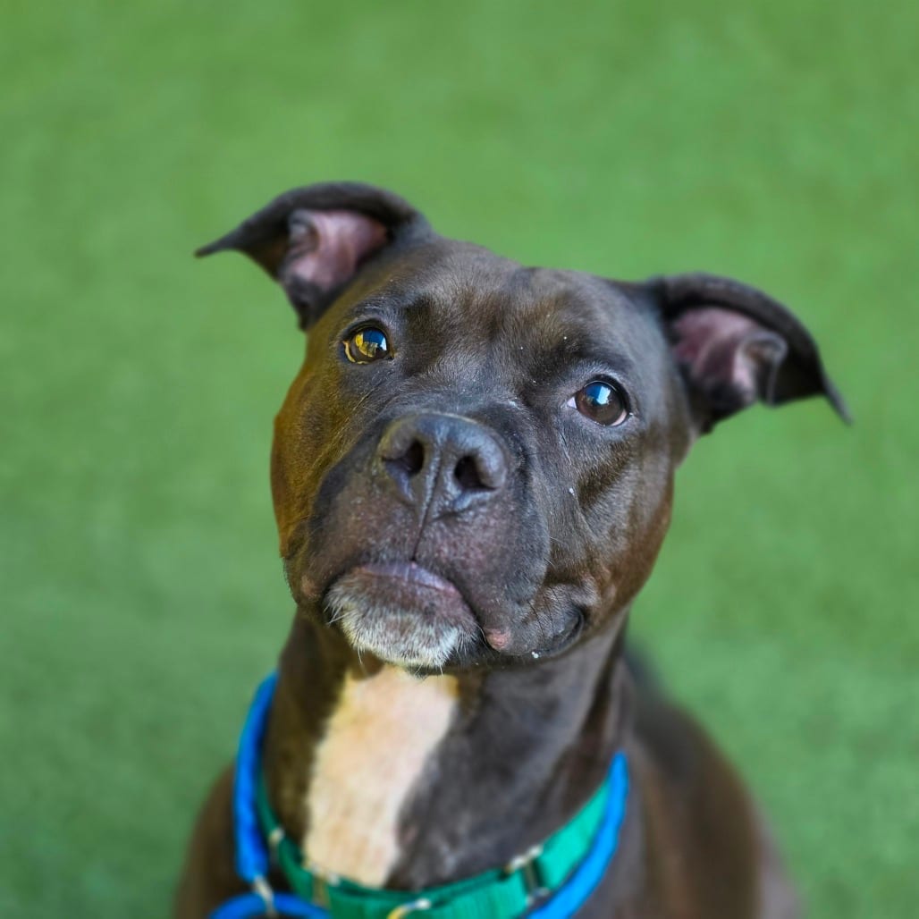 Photo of Elsie, adoptable Terrier, Pit Bull in Greensboro, North Carolina