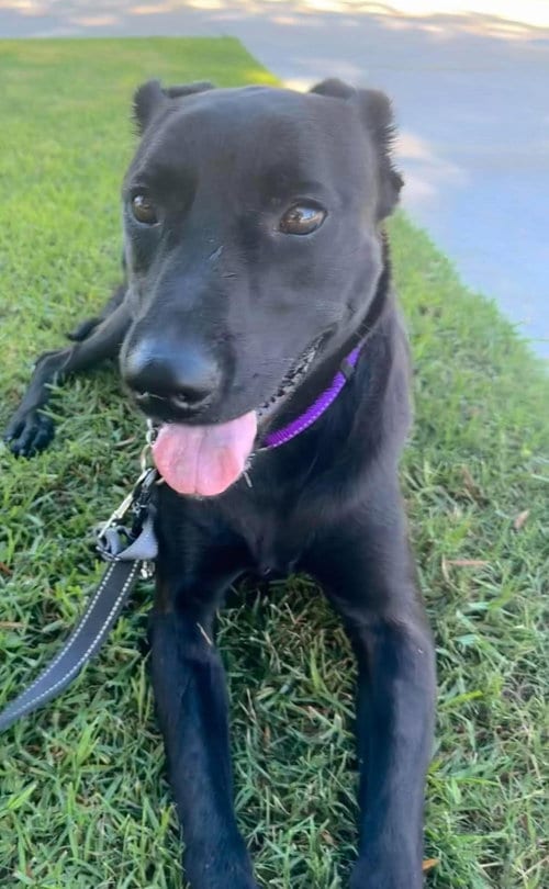 Photo of Baloo, adoptable Labrador Retriever in San Diego, California