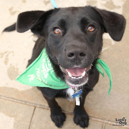 Photo of Tator, adoptable Labrador Retriever in Washington, District of Columbia