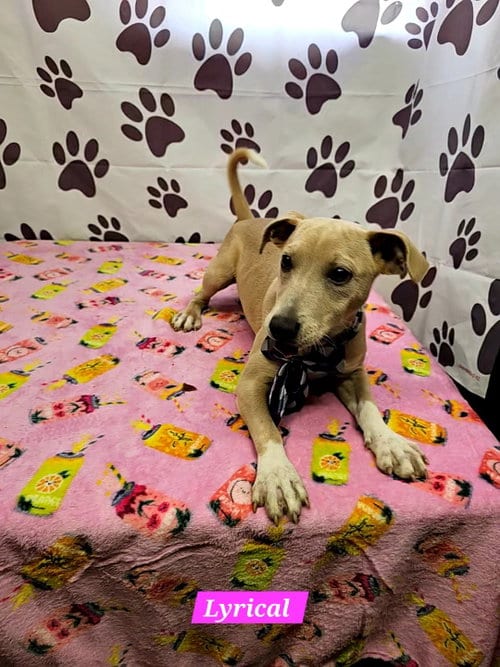 Photo of Lyrical, adoptable Rat Terrier in Metairie, Louisiana