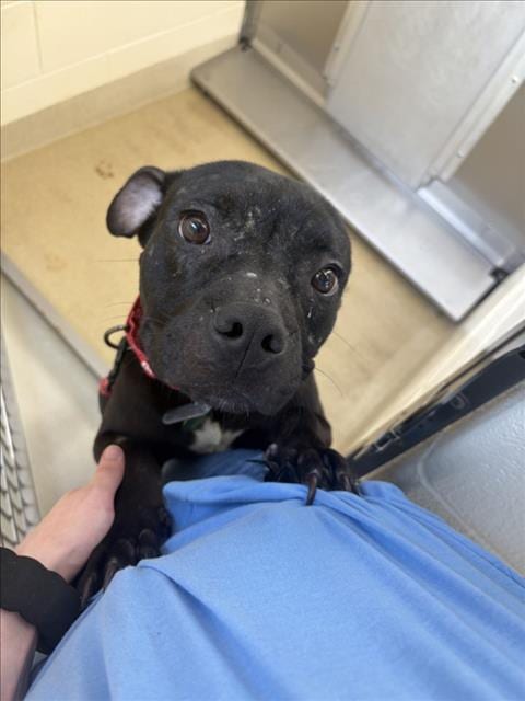 Photo of Boogie, adoptable Pit Bull Terrier in Chapel Hill, North Carolina