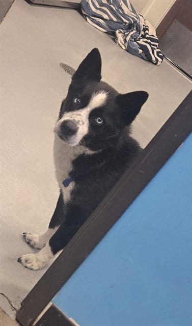 Photo of Louis, adoptable Border Collie in Bakersfield, California