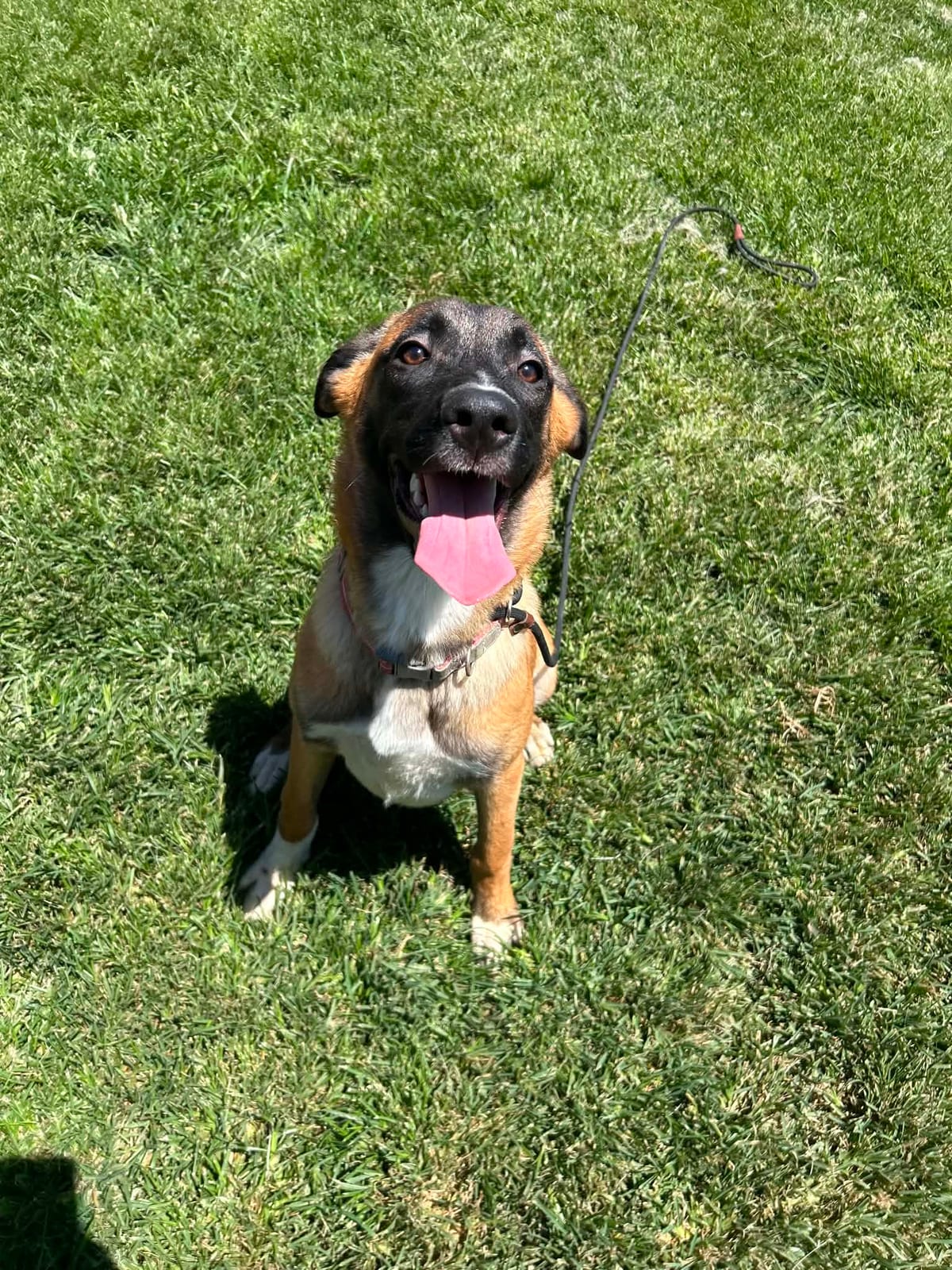Photo of Kanga, adoptable Belgian Malinois / St Bernard / German Shepherd Dog in Bellflower, California