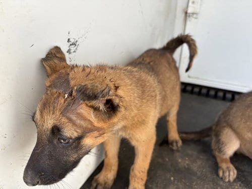 Photo of Sweet Tea, adoptable German Shepherd Dog in Riverside, California
