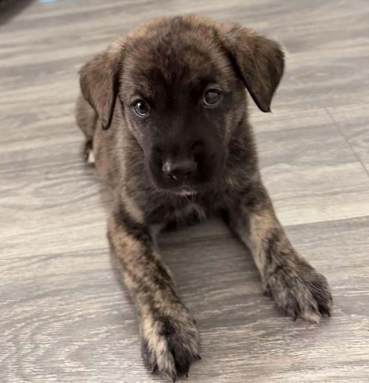 Photo of Spumoni, adoptable Flat-Coated Retriever in Brooklyn, New York