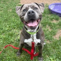 Photo of Moose, adoptable Terrier (Unknown Type, Medium) in Syracuse, New York