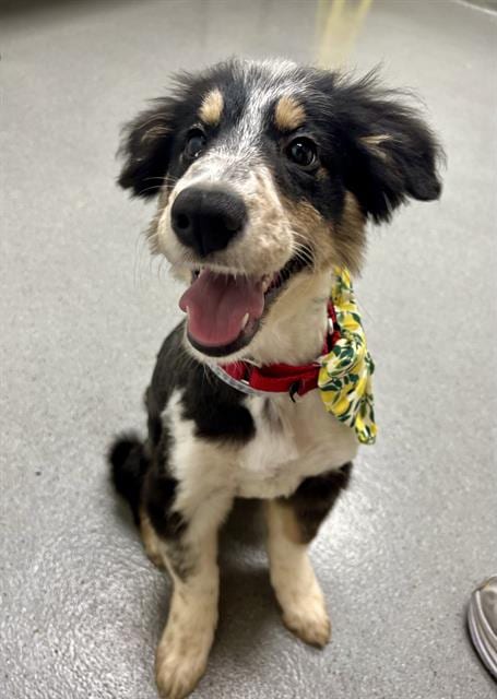Photo of Bindi, adoptable Australian Shepherd in San Francisco, California