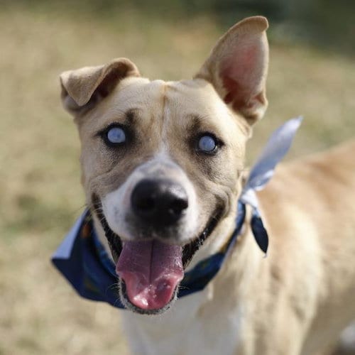 Photo of Tuerto, adoptable American Staffordshire Terrier in San Antonio, Texas