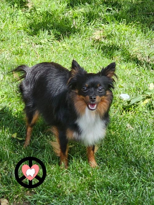 Photo of Luna Lee, adoptable Pomeranian in Lebanon, Pennsylvania