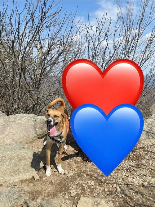 Photo of Luca, adoptable Hound in Chandler, Arizona