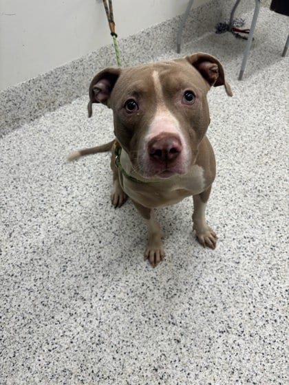 Photo of Juggernaut, adoptable dog in Atlanta, Georgia