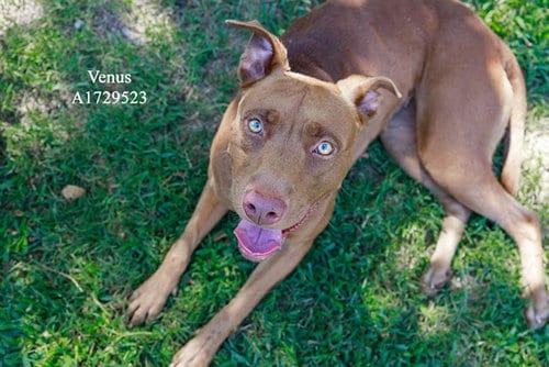 Photo of Venus, adoptable Pit Bull Terrier in Riverside, California
