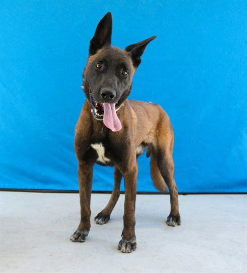 Photo of Prince Adam, adoptable Belgian Shepherd Malinois in Baldwin Park, California
