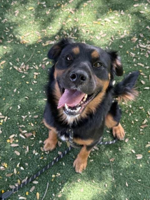 Photo of Harold, adoptable Rottweiler in Chatsworth, California