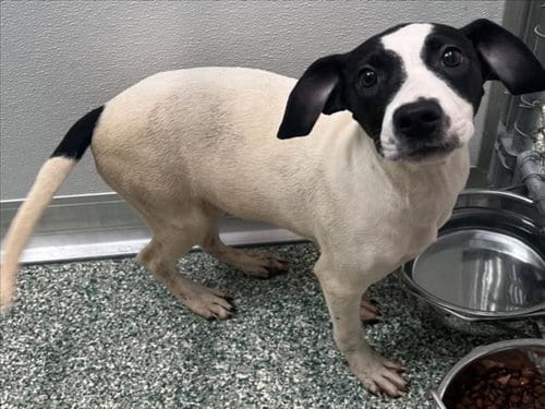 Photo of Mary, adoptable Treeing Walker Coonhound in Salisbury, North Carolina