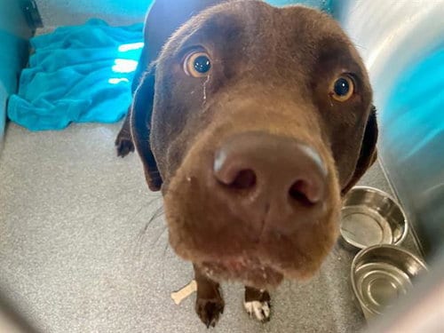 Photo of Buddy, adoptable Labrador Retriever in Orange, California